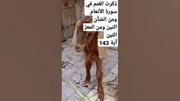 هل ذكرت الماعز في القرآن الكريم وفي أي سورة 