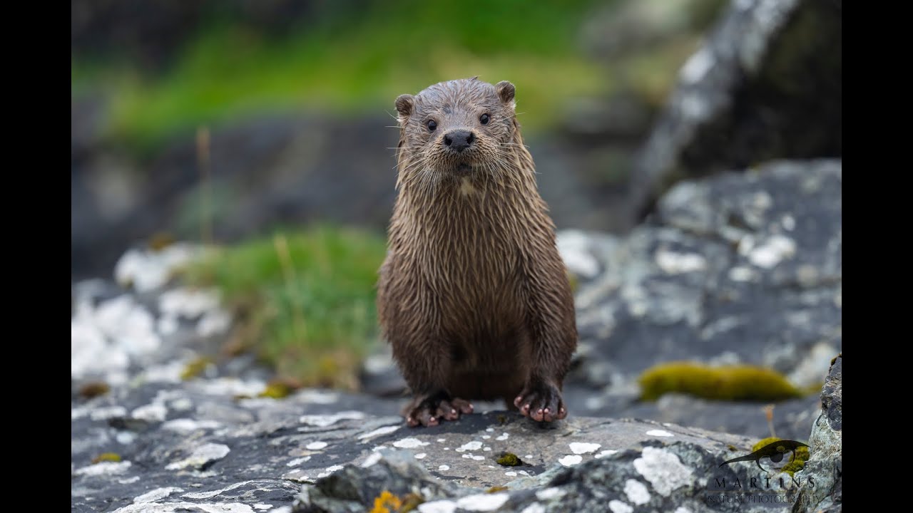 WILDPIX TRAVEL - WILD SHETLAND PHOTO TRIP