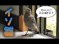 真夏のハクセキレイたち - イソヒヨドリと嬉しいニュース！