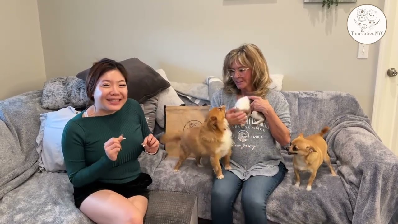 Chenil Pour Chien Tee Shirt Pour Chien. T Shirt Milie. Vêtement Pour  Chihuahua, Yorkshire Panier Pour Chien, image size:1280x720