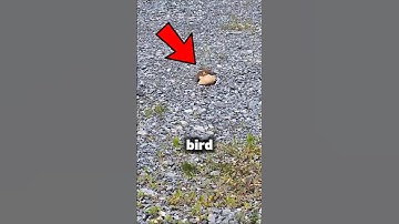 This Bird Pretends to Be Injured to Protect Something from Predators!