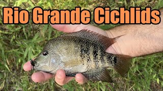 Creek Fishing For Native Rio Grande Cichlids by MoondogBaitCo 301 views 10 months ago 3 minutes, 6 seconds