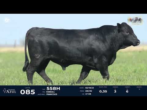 LOTE 85   TAT 558H M Brangus
