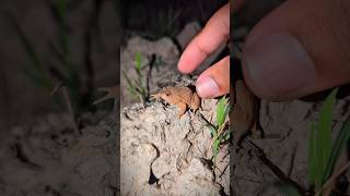 Catch beautiful funny frog boing boing | wep wep funny frog | Animals Frog Cute Cute