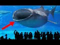 10 Largest Aquariums In The World!