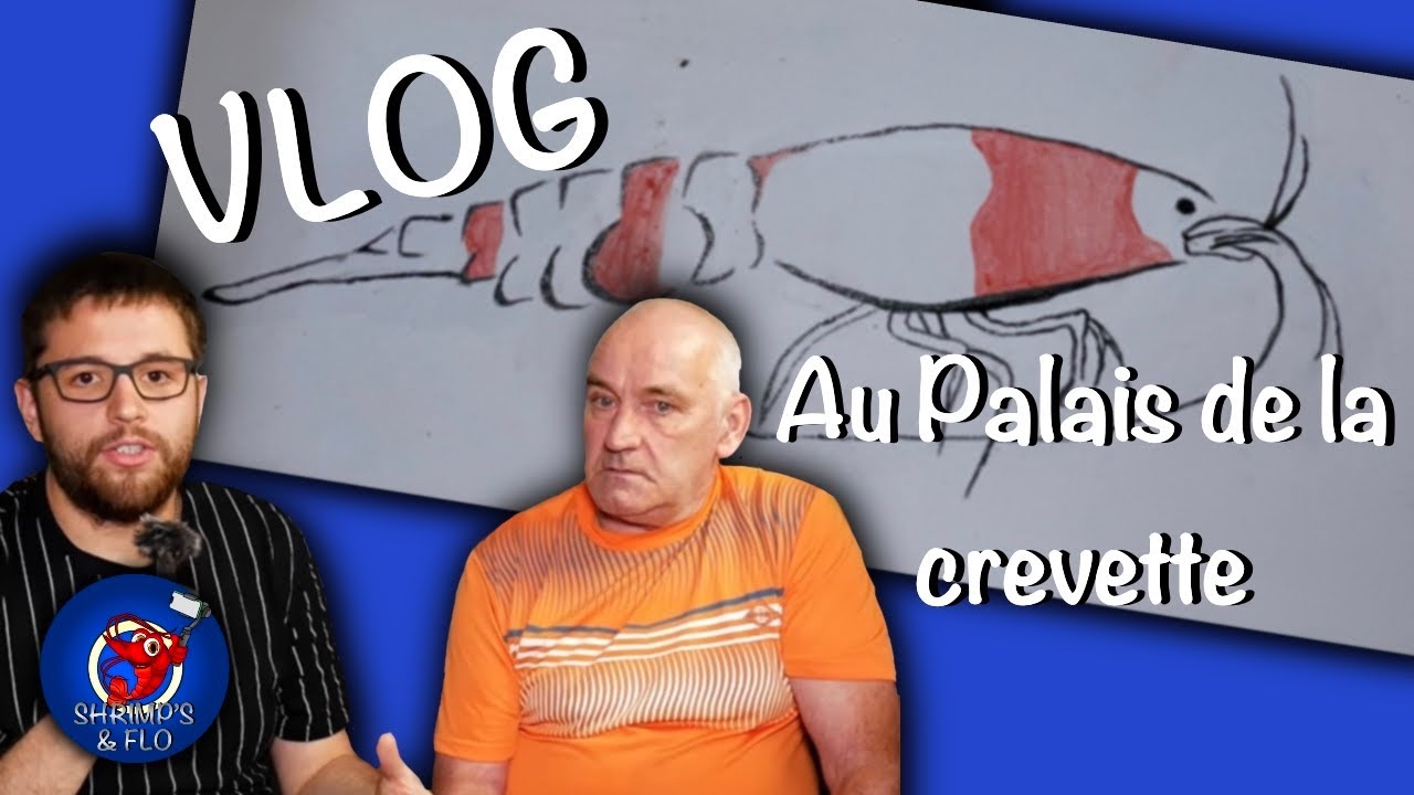 Reportage chez un éleveur de crevettes - CONSEILS de MAINTENANCE