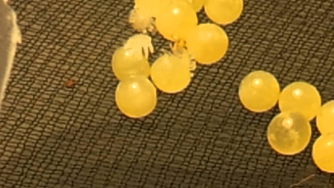 my rose hair tarantula eggs with legs YouTube