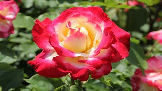 Top 10 Most Beautiful Roses in the World 2020| BEAUTY OF NATURE| 4k