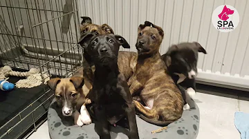 Où Peut-on adopter un chiot ?