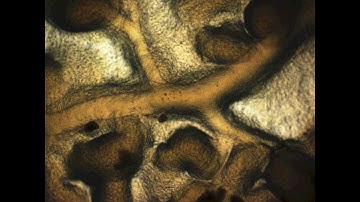 cytoplasm inside physarum polycephalum