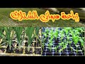 زراعة البذور فى صوانى الشتلات دخل المشتل زراعنجى 