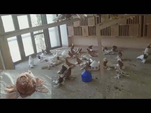 Video: Ist Das Wirklich Der Beste Weg, Um Tauben Loszuwerden? Matador-Netzwerk