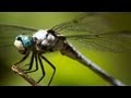 Epic Footage of Dragonflies Hunting