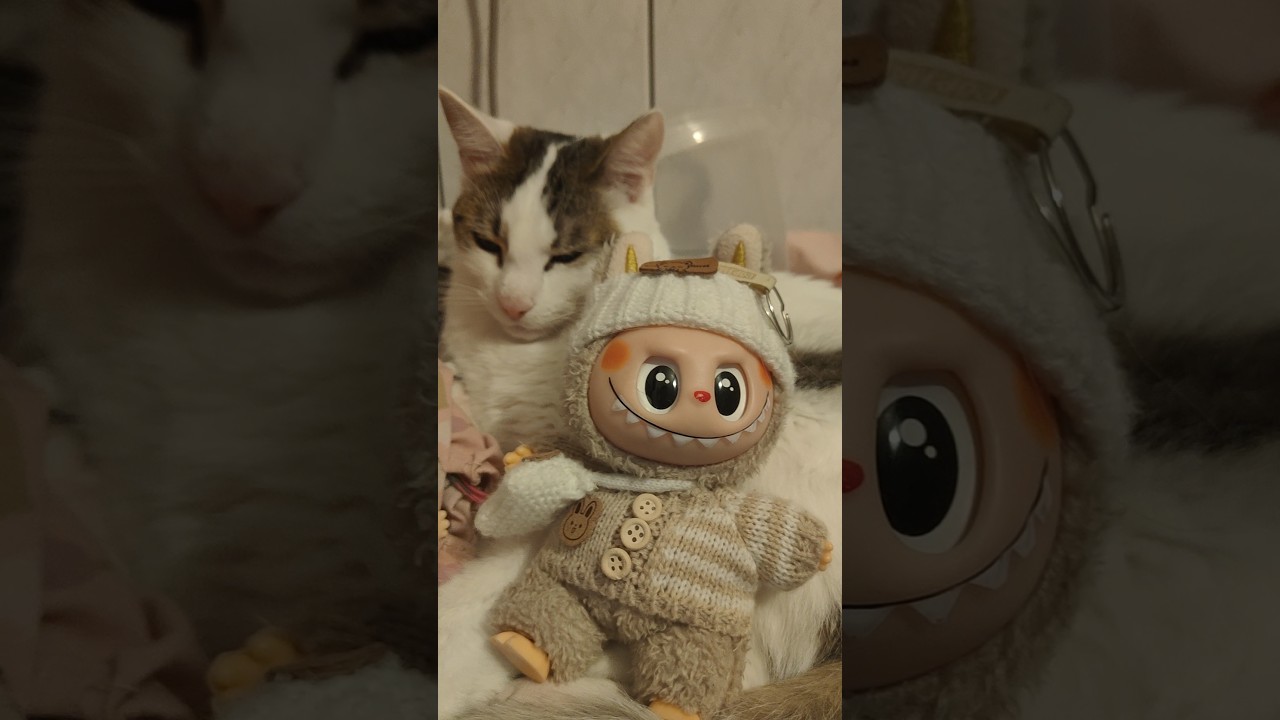 Middle of the drama 🐱😹🧸🧸 