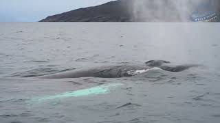 Arctic Whale Tours by Orca channel 272 views 8 months ago 40 seconds
