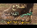 الحمى القلاعية أو الضلاع أسبابها وطرق علاج هذا المرض الذي يفتك بالأغنام #اسعار_المواشي