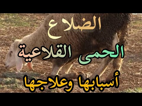 الحمى القلاعية أو الضلاع أسبابها وطرق علاج هذا المرض الذي يفتك بالأغنام اسعار المواشي