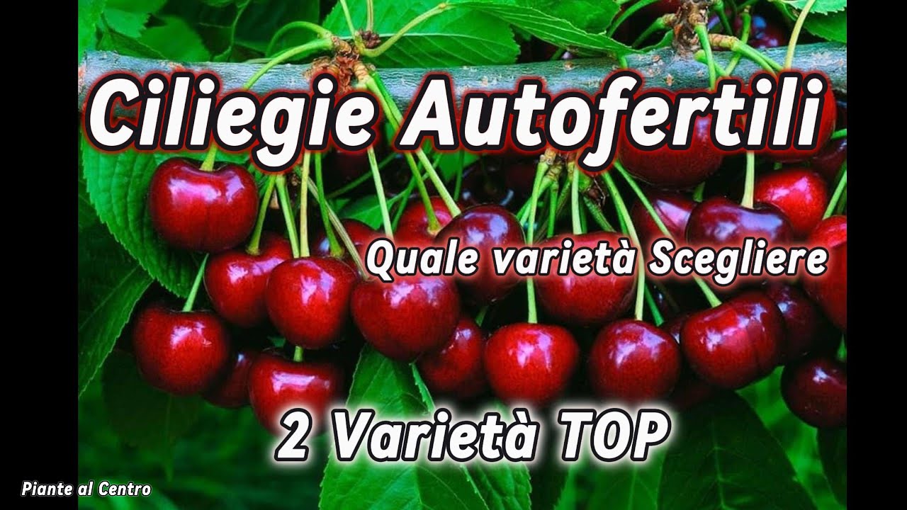 Ciliegio Autofertile, Quale scegliere? 2 varietà consigliate