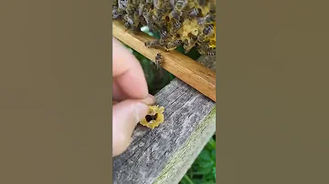 достаю матку 🐝