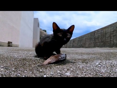 自分の頭程の大きさの魚に必死でかぶりつく子猫