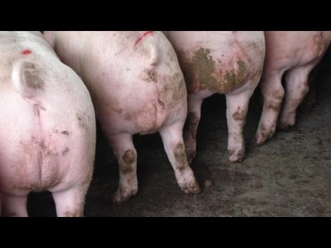 Election 2014 Heavy On Hog Castration Light On Real Issues W Bernie Sanders Youtube Election 2014 Heavy On Hog Castration Light On Real Issues W Bernie Sanders Youtube