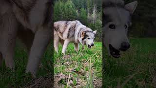 When You Meet A Wolf