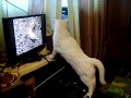 Блондинка вспоминает лето)))