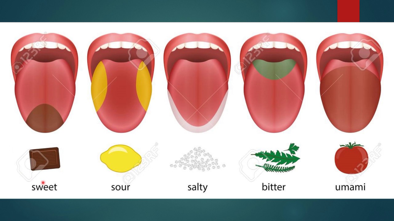 Механизм возникновения вкусовых ощущений