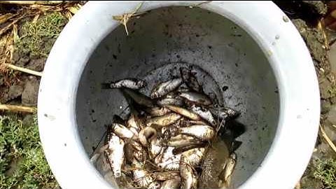 Boy catches fish in record time 2017