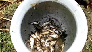 Boy catches fish in record time 2017