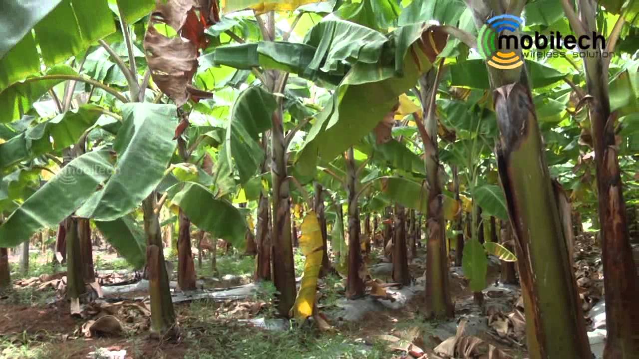 Irrigation Automation Drip Irrigation Valve Controller Kannada Youtube