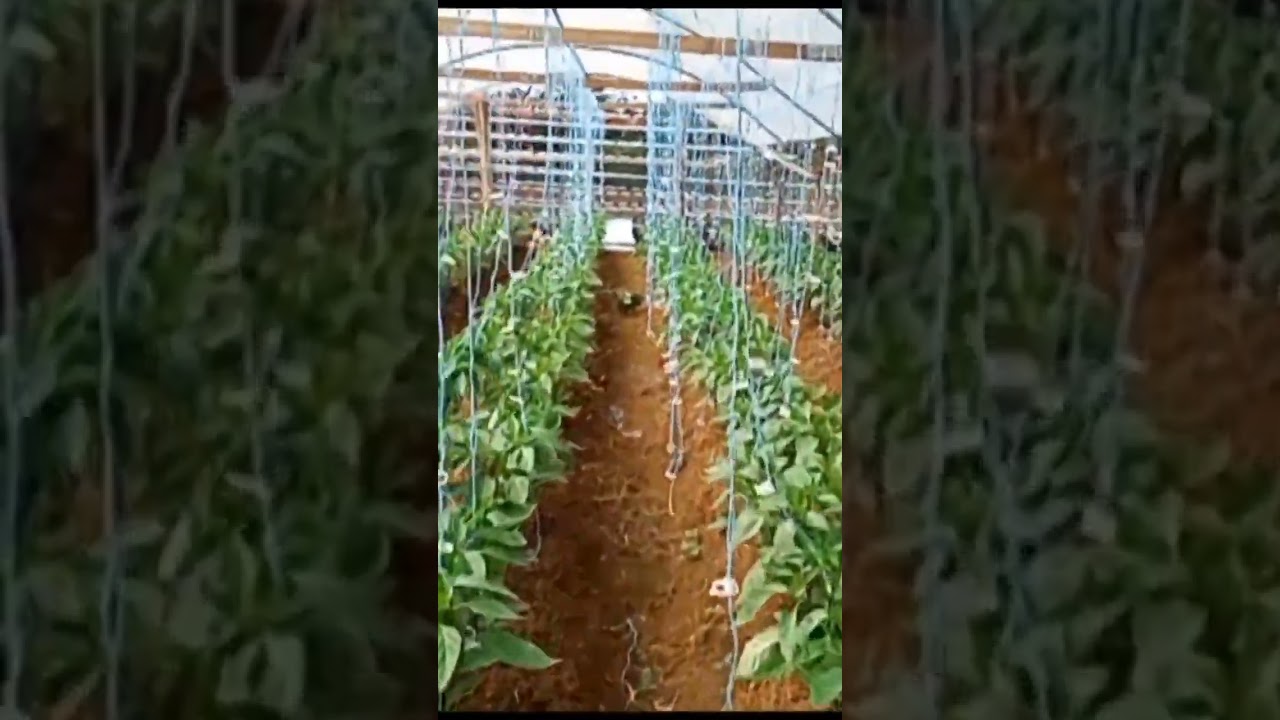trellising sweet peppers