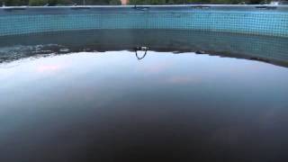 update on fish and backyard pool tank here i show some of the fish i will be putting in my pond when and if i ever get one dug.