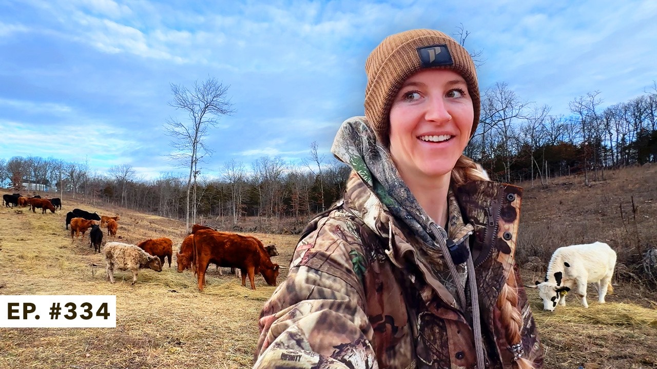 This Is Our Biggest Calving Year Yet