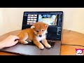 かまってほしくて仕方がない柴犬子犬【可愛い赤ちゃんのせいで仕事ができません😂】(#にゃんてわんだふる)I can't work because of baby Shiba Inu puppy Dog