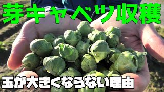 芽キャベツ収穫！あれ？思ってたより小さい！なんで？【家庭菜園】