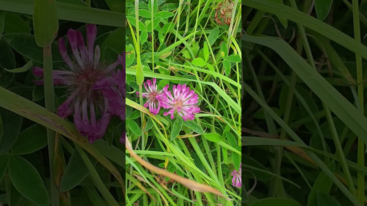 Wild flower called Zigzag clover 