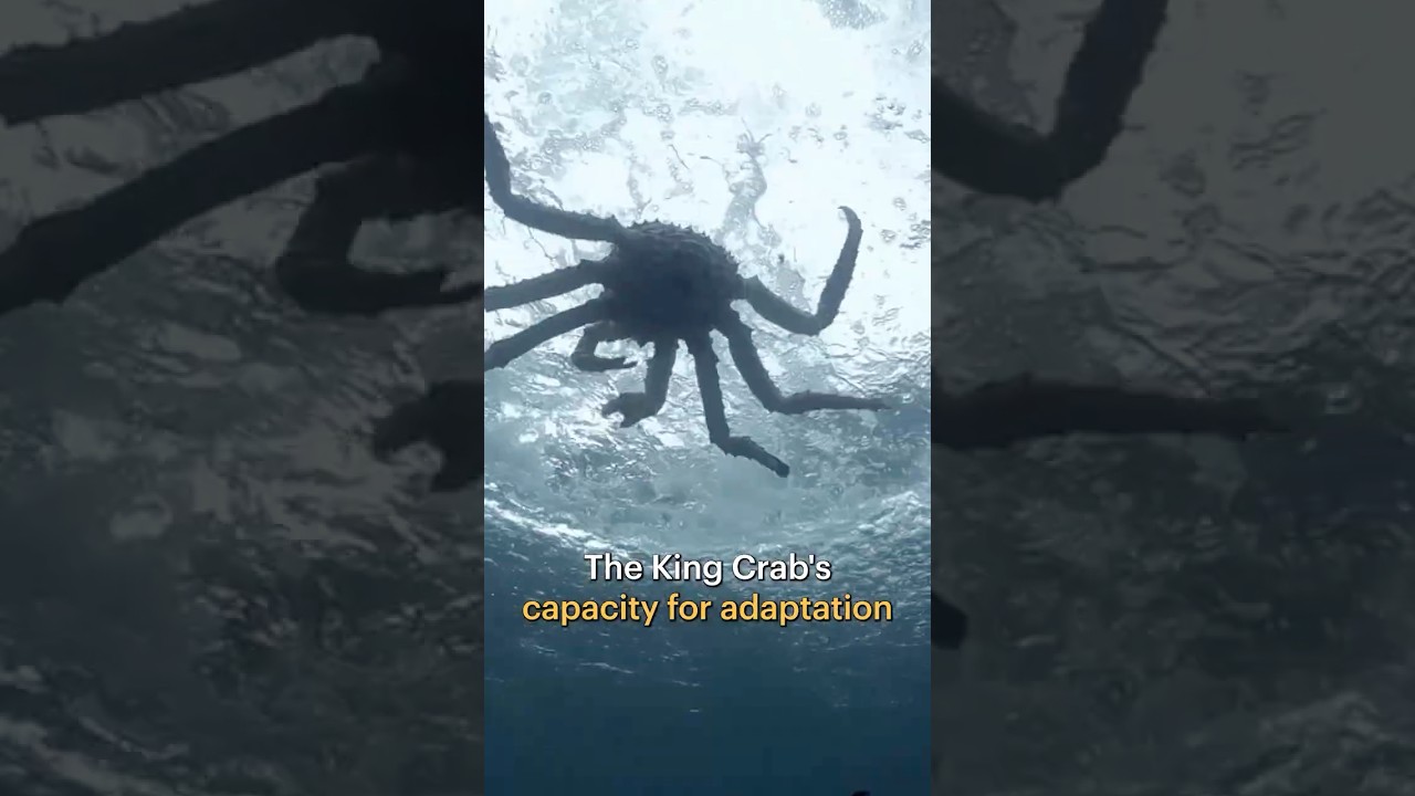 Film backdrop image for King Crabs Are Conquering the Atlantic - One Degree at a Time! shorts crabs (2025)