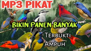 Suara Pikat Burcil Terbukti Ampuh Di Jamin Panen Banyak 