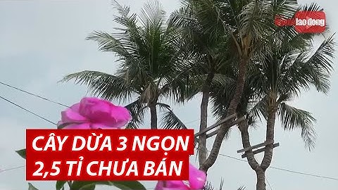 Dừa 3 ngọn được ngã giá 2,5 tỉ đồng chủ nhân vẫn không bán | NLĐTV
