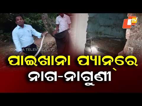 Two Cobras Found Inside Toilet Pan at a House in Banki's Kamalpur Village