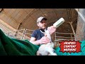 LAMBING CONTINUES...TAIL DOCKING, CASTRATION & WHY WE DO IT