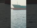 duck versus ship