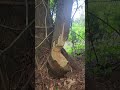 Who would make an accident like this?I ❤️ Canada's iconic animal, the beaver Canada 🇨🇦 #3