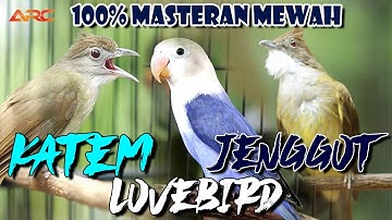 MASTERAN CUCAK JENGGOT - LOVEBIRD - KAPAS TEMBAK