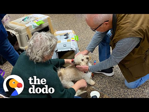 वीडियो: कुत्ते देखो, कुत्ते क्या करते हो? अध्ययन मालिकों की व्यक्तित्व को अपनाने वाले कुत्तों पर दिखता है