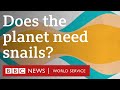 Would we miss snails if they suddenly disappeared  bbc world service