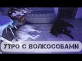 Доброе утро Гул'дан. Жизнь с волкособами.
