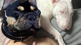 How to use coronuts zen and xim apex on 8 ball pool screenshot 2