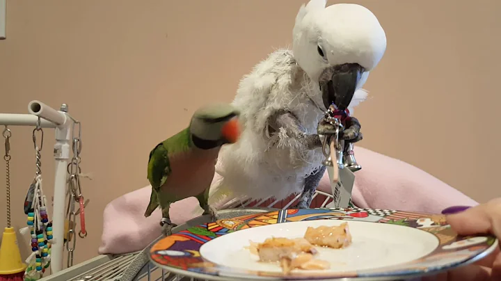 Cockatoo Refuses To Eat Dinner or Share Her New Toy | PARROT VIDEO OF THE DAY